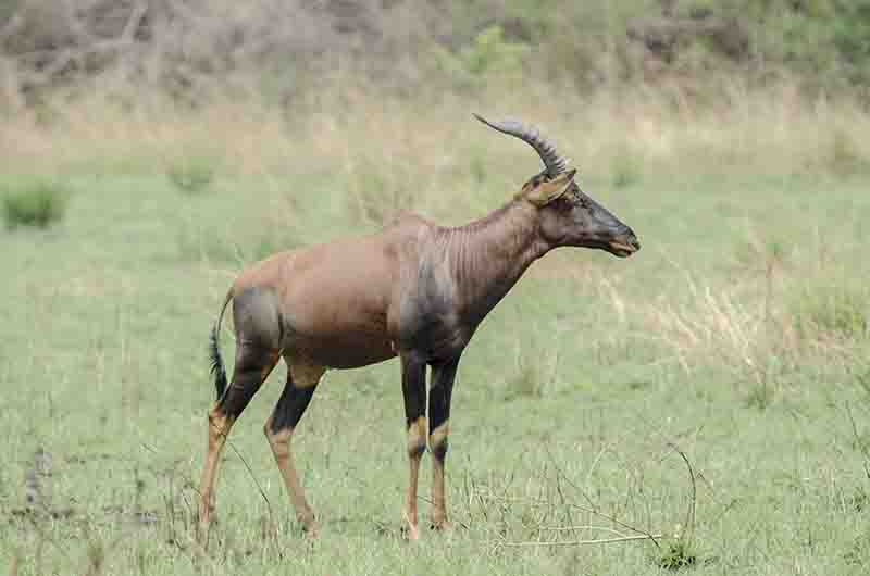 Antílope Topi - parque nacional Queen Elizabeth - Uganda 1.jpg